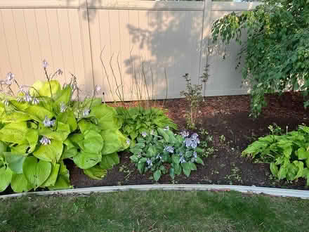 Photo of free Hostas, you dig up and take (Farmington Hills, mi) #2