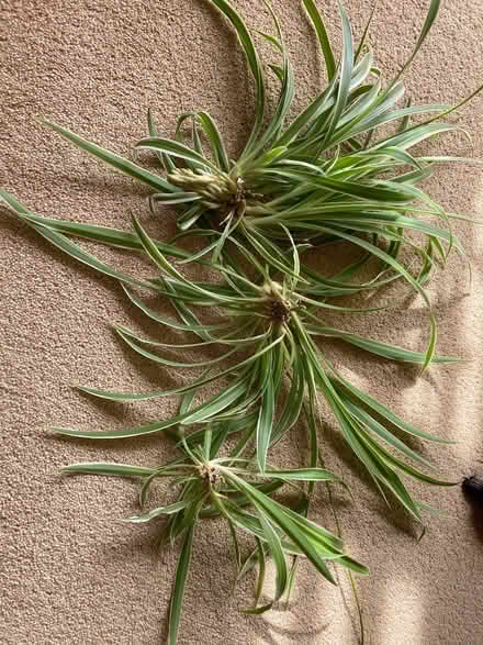 Photo of free Spider plant babies (Brickhill MK41) #1