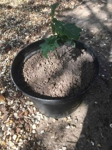 Photo of free Oak seedling (Pembridge HR6) #1
