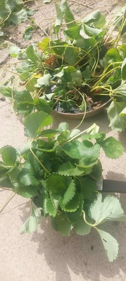 Photo of free Strawberry runners (TN34 West Hill) #1