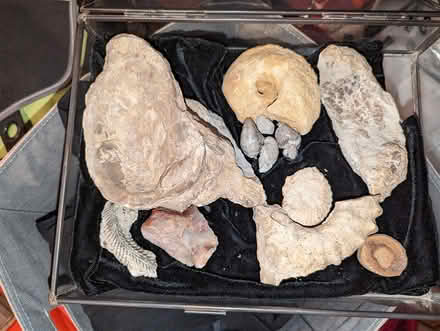 Photo of free Budding paleontologist? Fossils (South Boulder) #1
