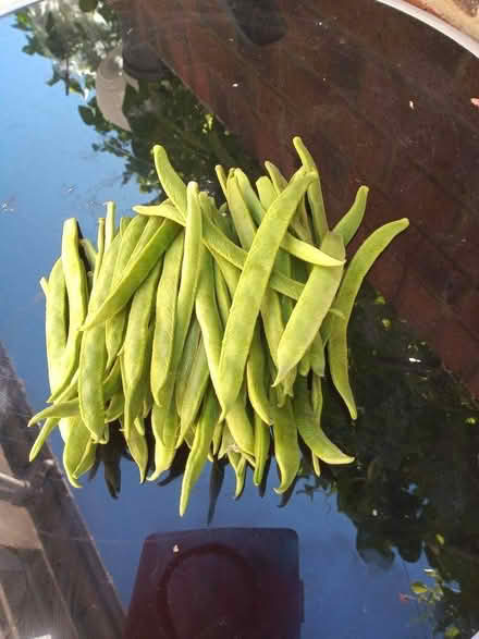 Photo of free Runner Beans (Friarton PH2) #1