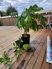 Photo of free Pattio Plants? - HIGGINS #1