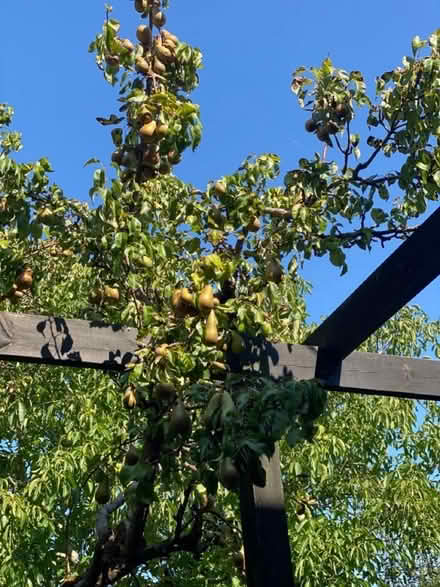 Photo of free Pears (Wallands Park BN7) #1