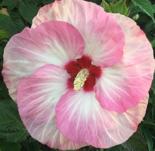 Photo of hardy hibiscus seeds (30005) #1
