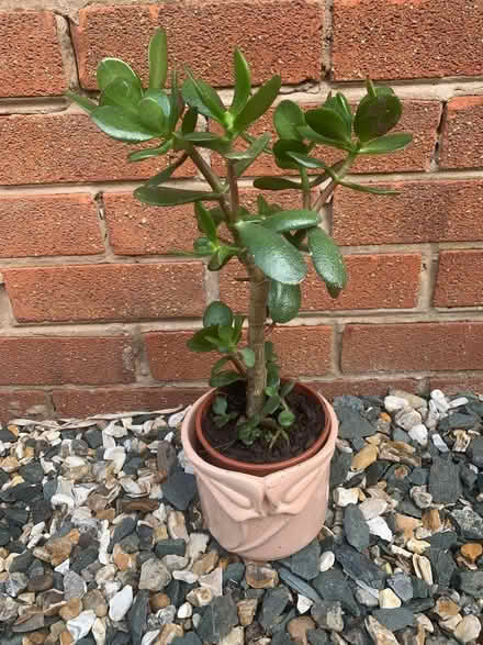 Photo of free Three House Plants. (Shevington Vale WN6) #3