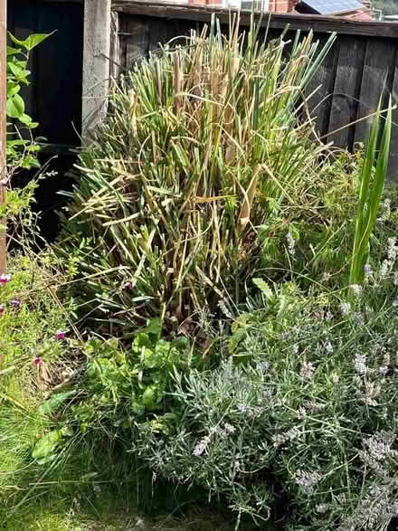Photo of free Pampas grass plant (Wadsley S6) #2