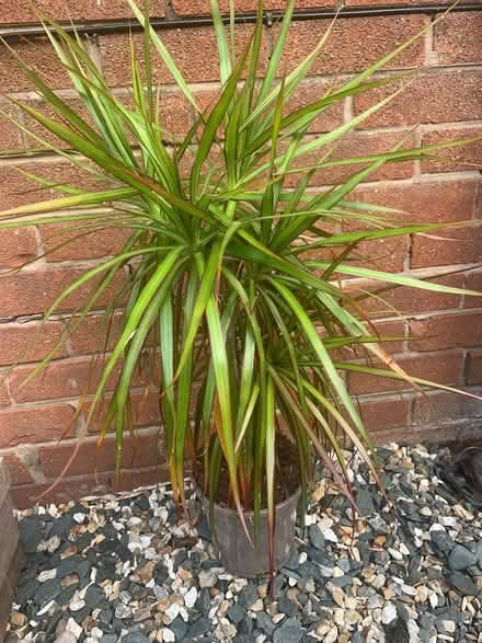 Photo of free Three House Plants. (Shevington Vale WN6) #2