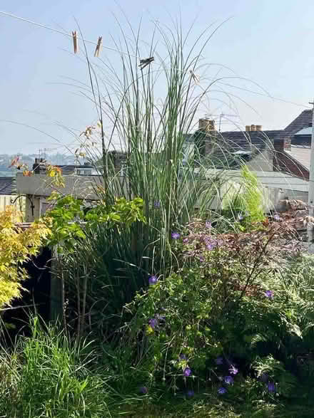 Photo of free Pampas grass plant (Wadsley S6) #1