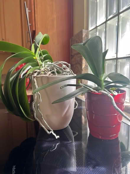Photo of free To orchid plants and pots (Pleasanton Country Fair) #1