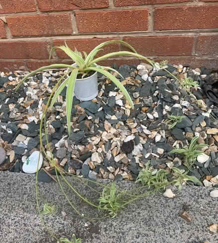 Photo of free Three House Plants. (Shevington Vale WN6) #1