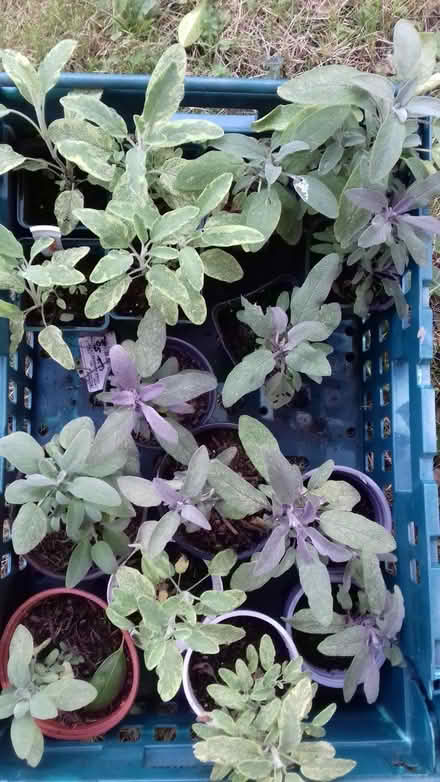 Photo of free Herb plants - mostly sage (Knighton LD7) #1