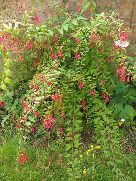 Photo of free camellia and fuchsia shrubs (bedford) #2