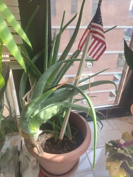 Photo of free Plants (LES) #3
