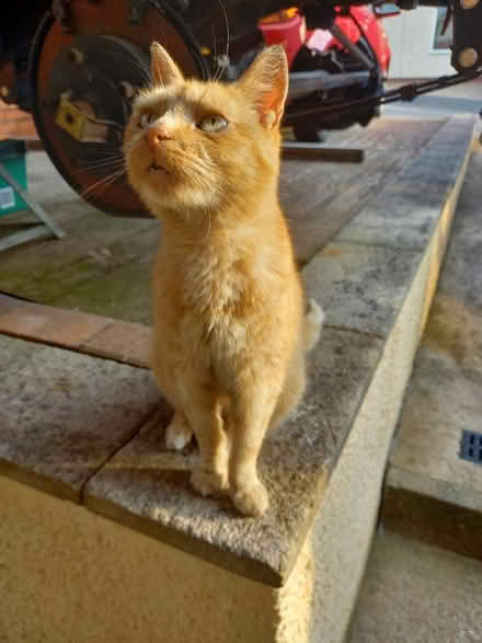 Photo of Cat litter tray/cat accessories (Breadsall Hilltop) #1