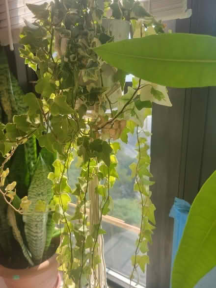 Photo of free Plants (LES) #1