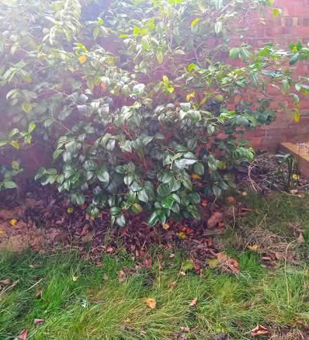 Photo of free camellia and fuchsia shrubs (bedford) #1