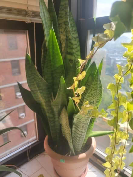 Photo of free Plants (LES) #2