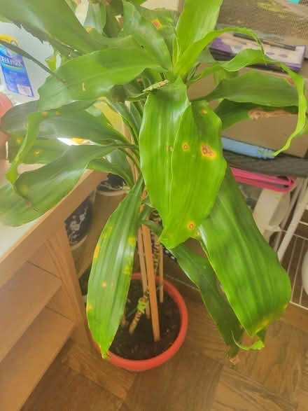 Photo of free Plants (LES) #4
