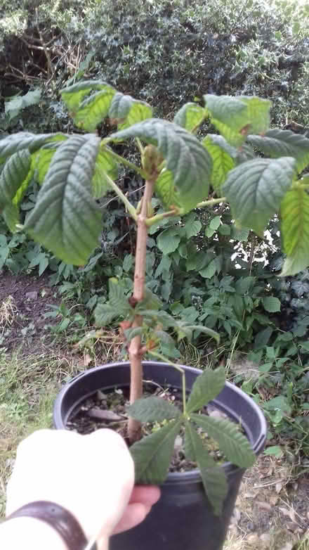 Photo of free Conker tree seedling in pot (Knighton LD7) #1