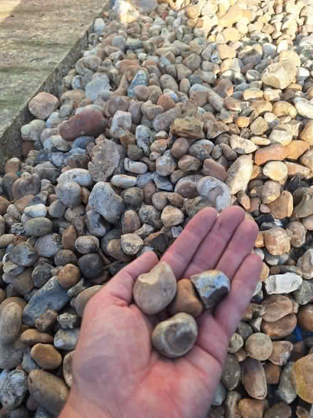 Photo of free Pebbles (Hollingdean BN1) #2