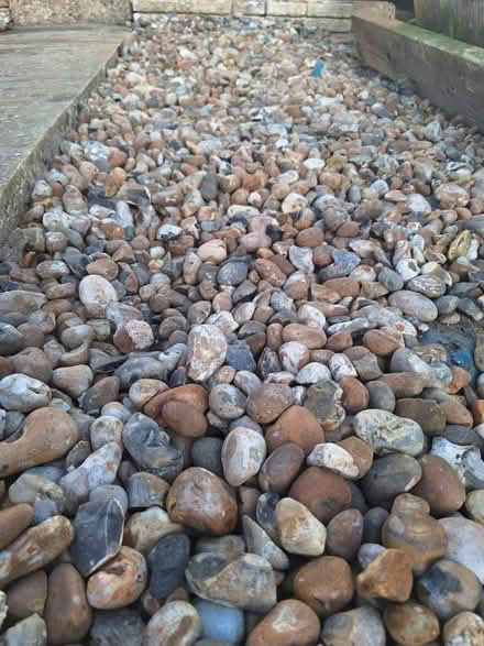 Photo of free Pebbles (Hollingdean BN1) #3