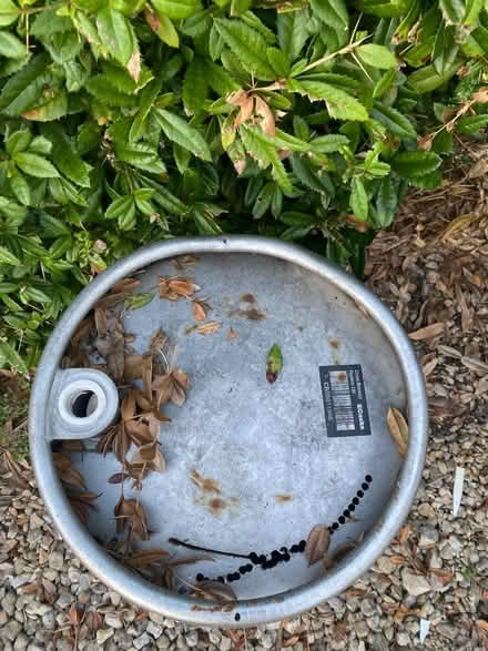 Photo of free Aluminium keg scrap planter? (Alstone GL51) #1