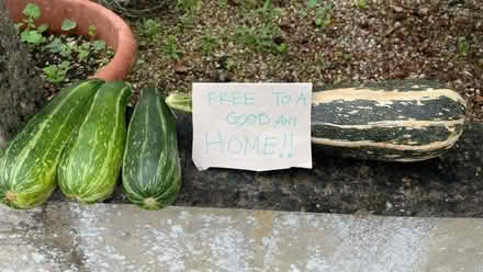 Photo of free Courgette/ marrows (Widcombe) #1