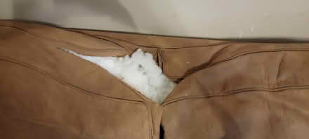 Photo of free Couche (Lomas And Eubank Area) #2