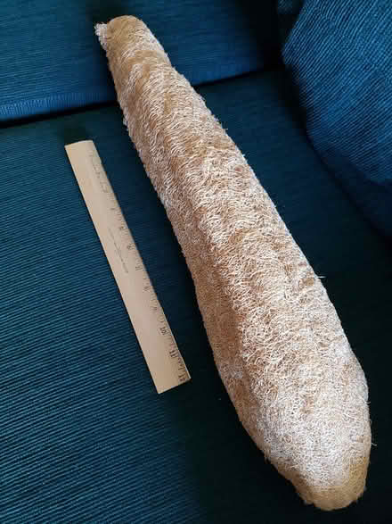Photo of free Giant natural loofah sponge (Farm Hill -- RWC) #1