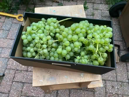 Photo of free grapes (Milford GU8) #1