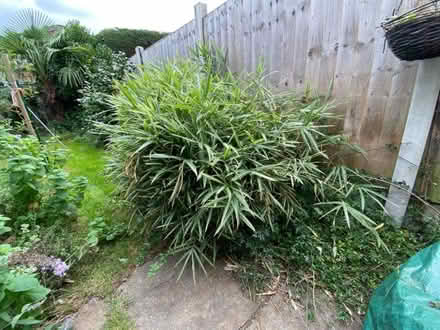 Photo of free variegated bamboo (Newbold Verdon LE9) #1