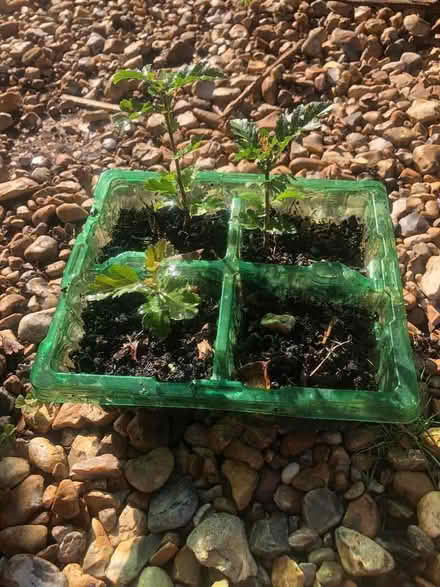 Photo of free Hawthorn tree saplings (Hangleton BN3) #1