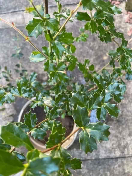 Photo of free Small Holly type plant (Carlisle CA1) #2