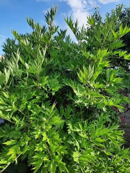 Photo of free Yellow Tree Peony Seeds (Morden SM4) #2