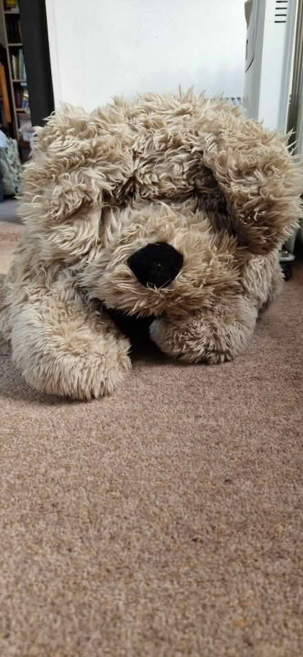 Photo of free Teddy - dog (Danbury, CM3) #1