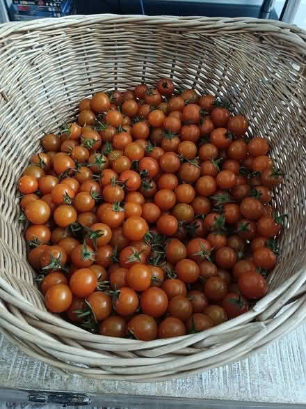 Photo of free Cherry tomatoes about 3kg (Stadhampton OX44) #1