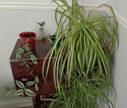Photo of free Houseplants (CT6) #1