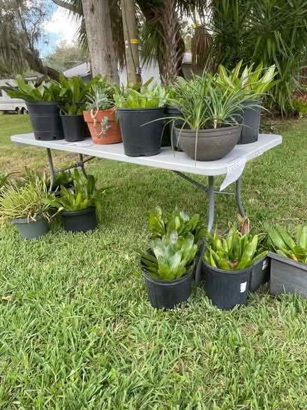Photo of free Bromeliads & other plants (Sarasota Springs) #1