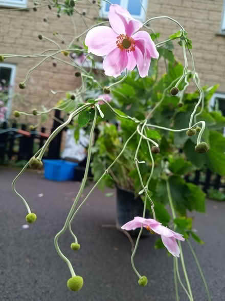 Photo of free Japanese anemones (Calne SN11) #2