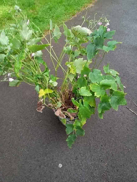 Photo of free Japanese anemone plants (Calne SN11) #1