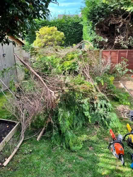 Photo of free wood (Longshoot WN1) #1