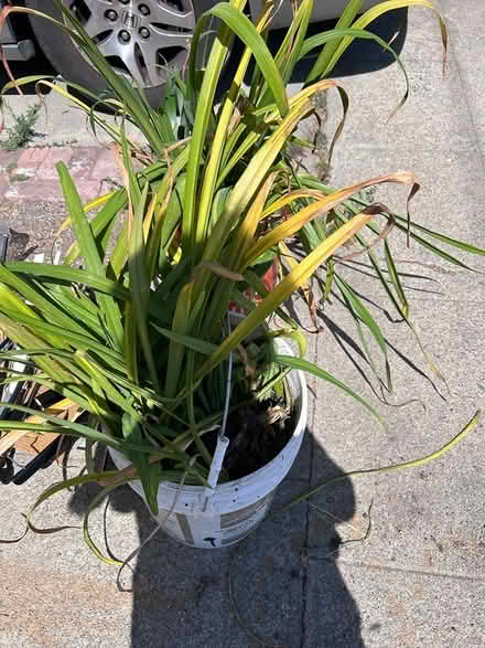 Photo of free Day Lilly pink and paintings (2200 block of Roosevelt ave) #1