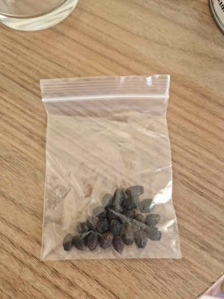 Photo of free Marvel of peru seeds (Bear Flat) #2