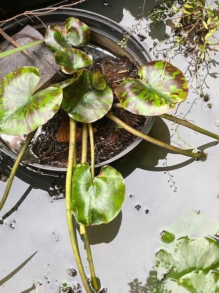 Photo of free Waterlily (Speldhurst TN3) #1