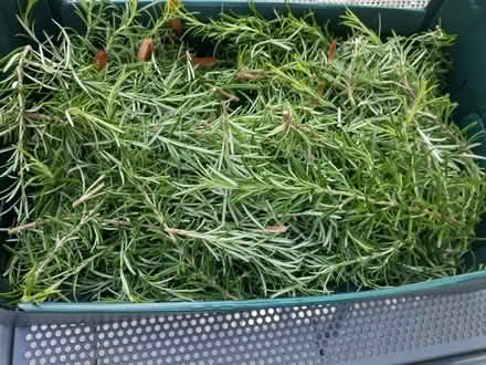 Photo of free Fresh Rosemary Cuttings - good for freezing or striking (Caversham Heights RG4) #1