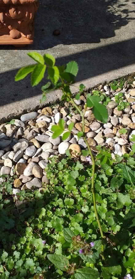 Photo of free Rowan saplings & more (Coundon Bishop Auckland) #2