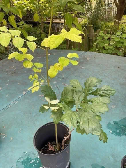 Photo of free trees oak,ash, willow,conker (EYE IP23) #2