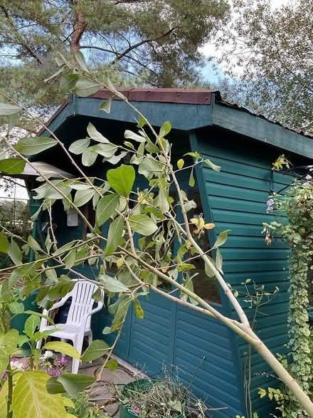 Photo of free trees oak,ash, willow,conker (EYE IP23) #3