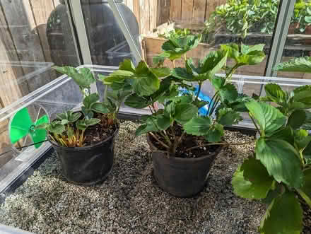 Photo of free Dtrawberry plants ( rooted runners) (YO61, Easingwold) #1